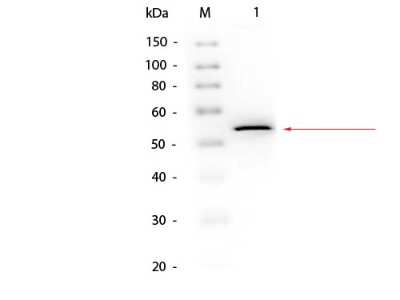 Western Blot: Glycerol Kinase Antibody [Biotin] [NB120-20600] - Lane 1: Glycerol Kinase. Load: 50 ng per lane. Primary antibody: Glycerol Kinase Antibody Biotin Conjugated at 1:1000 overnight at 4C. Secondary antibody: HRP Streptavidin secondary antibody at 1:40,000 for 30 min at RT. Block: incubated with blocking buffer for 30 min at RT. Predicted/Observed size: 55 kDa, 55 kDa for Glycerol Kinase.